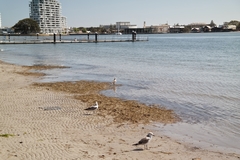 Chroicocephalus novaehollandiae