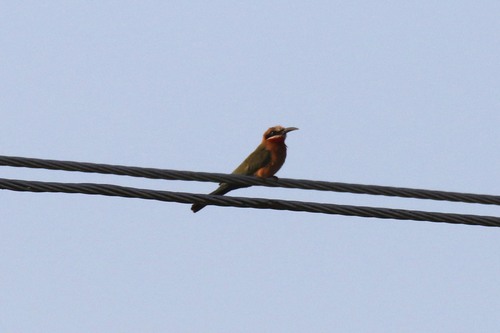 White-fronted Bee-eater