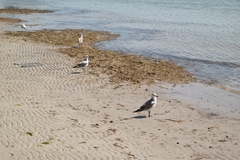 Chroicocephalus novaehollandiae