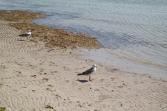 Chroicocephalus novaehollandiae