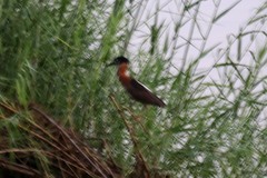 Gorsachius leuconotus