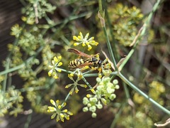 Polistes mongolicus
