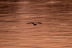 Rynchops flavirostris