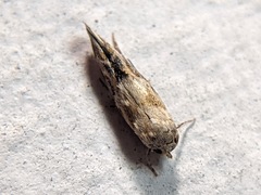 Elachistidae