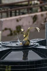 Urocissa flavirostris