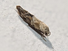 Elachistidae