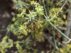 Polistes mongolicus