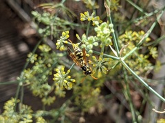 Polistes mongolicus