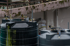 Urocissa flavirostris