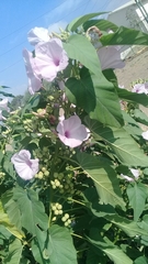 Ipomoea carnea fistulosa