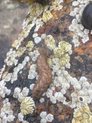 Lepidonotus squamatus