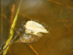 Lymnaea
