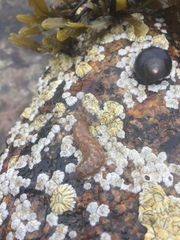 Lepidonotus squamatus