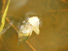 Lymnaea