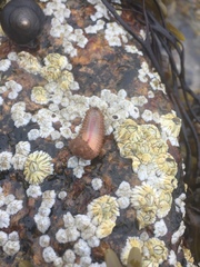 Lepidonotus squamatus