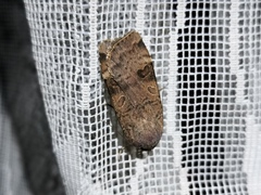Noctua interposita