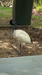 Threskiornis molucca