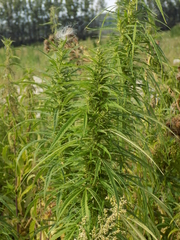 Cannabis sativa spontanea