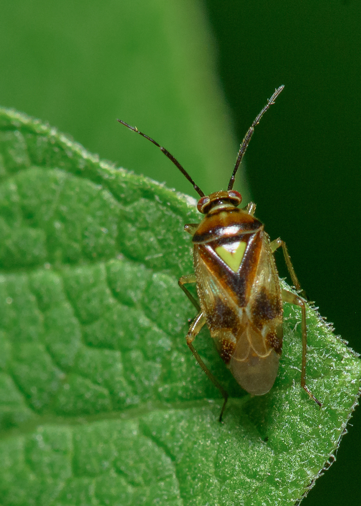 Carrot Plant Bug
