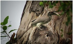 Ocyceros birostris