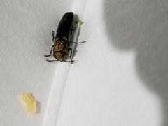 Agrilus lacustris