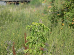 Saxicola maurus