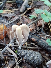 Clavariadelphus ligula