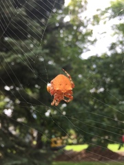 Araneidae