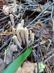 Clavariadelphus ligula