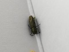 Agrilus lacustris
