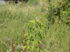 Saxicola maurus