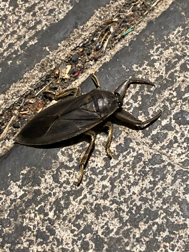 Giant water bug