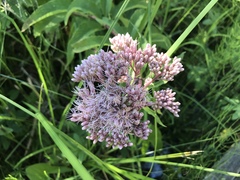 Eutrochium maculatum