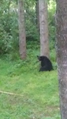 Ursus americanus