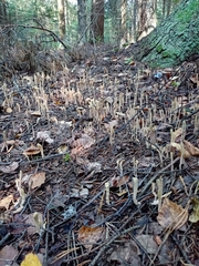 Clavariadelphus ligula