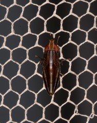 Cephaloconus cyprinus