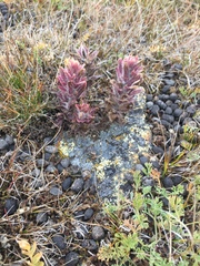 Castilleja hyperborea