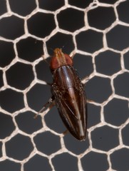 Cephaloconus cyprinus