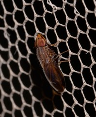 Cephaloconus cyprinus