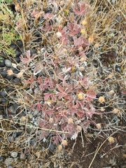 Potentilla subvahliana