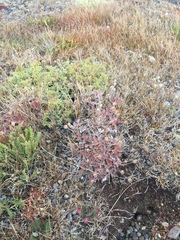 Potentilla subvahliana