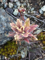 Castilleja hyperborea