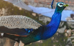 Pavo cristatus