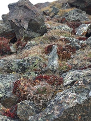 Potentilla subvahliana