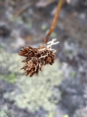 Carex phaeocephala