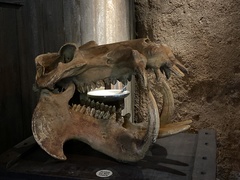 Hippopotamus
