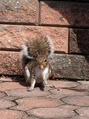 Sciurus carolinensis