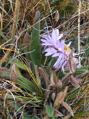 Aster alpinus vierhapperi