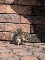 Sciurus carolinensis