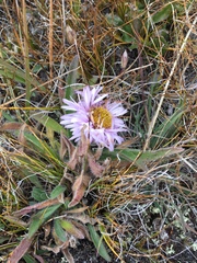 Aster alpinus vierhapperi
